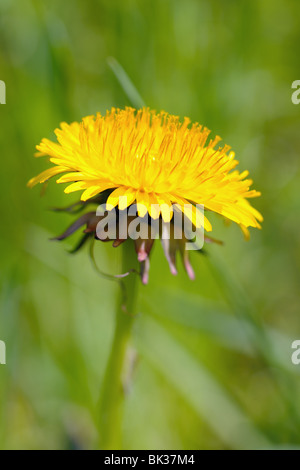 Tarassaco (Taraxacum officinale) Testa di fiori in una giornata di sole Foto Stock