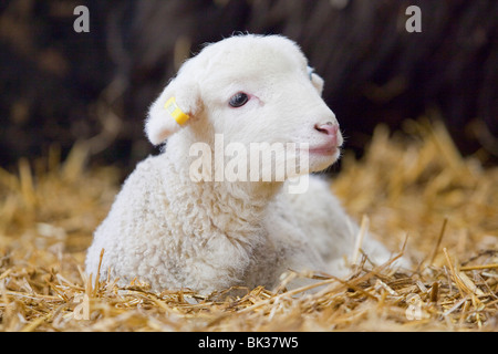 Un bianco di fronte bosco agnello che stabilisce sulla paglia in un capannone Foto Stock