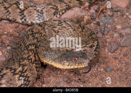 Diamondback acqua snake, Nerodia rhombifer rhombifer, nativi a Centrale degli Stati Uniti e del Messico settentrionale Foto Stock