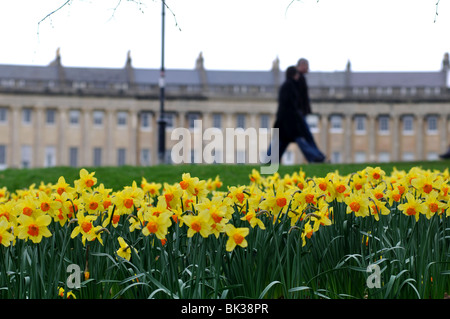 Giunchiglie in primavera con il Royal Crescent in background, bagno, Somerset, Inghilterra, Regno Unito Foto Stock