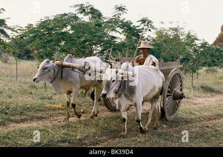 Buoi tirando due carrello a ruote, Myanmar Foto Stock