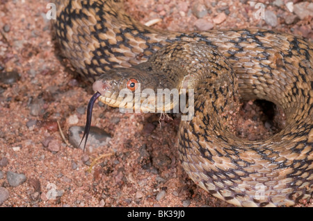 Diamondback acqua snake, Nerodia rhombifer rhombifer, nativi a Centrale degli Stati Uniti e del Messico settentrionale Foto Stock