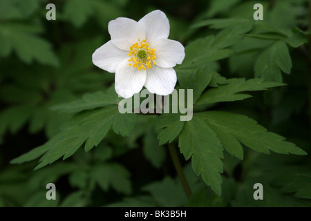 Legno Anemone Anemone nemorosa , prese a Dibbinsdale LNR, Wirral, Regno Unito Foto Stock