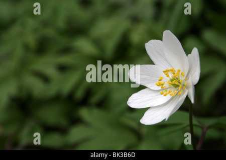 Legno Anemone Anemone nemorosa , prese a Dibbinsdale LNR, Wirral, Regno Unito Foto Stock