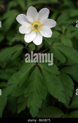 Legno Anemone Anemone nemorosa , prese a Dibbinsdale LNR, Wirral, Regno Unito Foto Stock