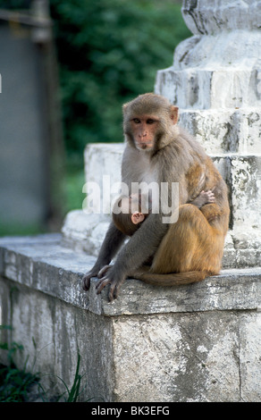 Il macaco Rhesus (macaca mulatta), spesso chiamato la scimmia Rhesus, Valle di Kathmandu, Nepal Foto Stock