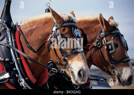 Progetto di cavalli per l annuale Circus Parade, Festival del circo, di Sarasota in Florida Foto Stock