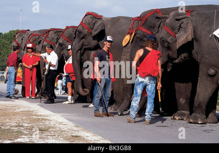 Elefanti e allenatori al Circus Festival di Sarasota, Florida, Stati Uniti Foto Stock