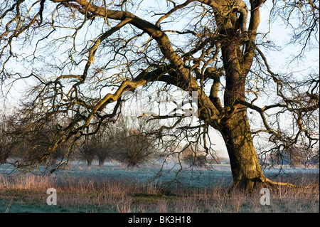 Inverno inglese quercia nelle prime ore del mattino. Oxfordshire, Inghilterra Foto Stock