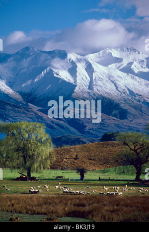 Pecore pascolano sotto il nevato Harris montagne vicino alla città di Wanaka sull'Isola del Sud della Nuova Zelanda nel mese di agosto. Foto Stock