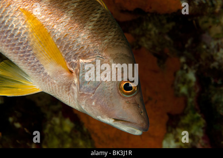 Pedagogo (Lutjanus apodus), Bonaire, Antille olandesi Foto Stock