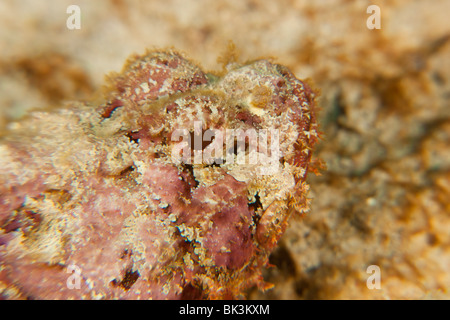 Avvistato Scorfani (Scorpaena plumieri), Bonaire, Antille olandesi Foto Stock