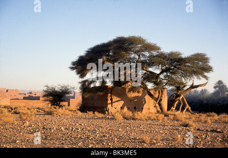 Albero e edifici adobe nella provincia di Ouarzazate vicino a Zagora, Marocco Foto Stock