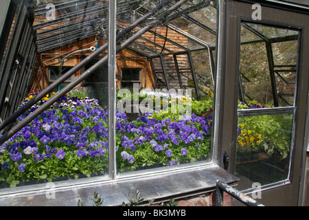 Un giardino serra. Le piante di pietra vetro alluminio bocchette di windows. Foto Stock