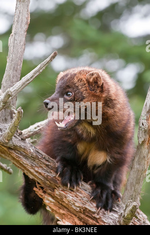 Fisher, Martes pennanti, Minnesota, Stati Uniti d'America Foto Stock