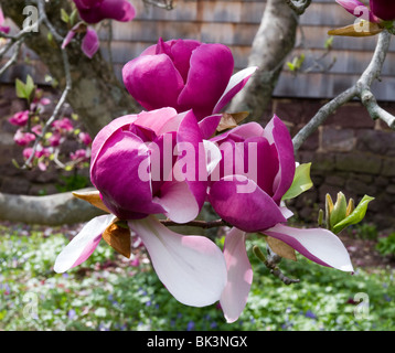 Piattino magnolia: Magnolia x soulangiana Lennei con molto grande viola boccioli e fiori. Foto Stock