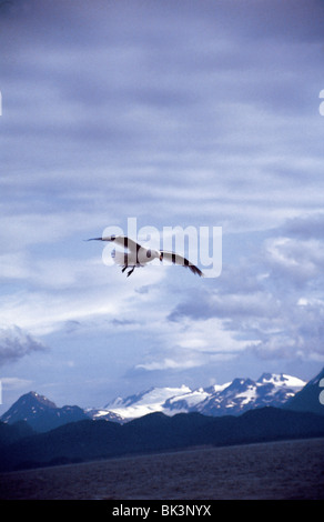 Gabbiano dell'Alaska in volo con un paesaggio di montagne sullo sfondo della penisola di Kenai vicino alla Homer Spit, Alaska Foto Stock