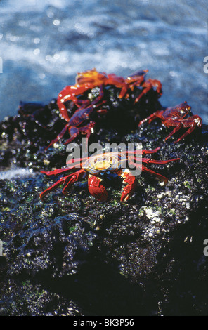 Granchi di roccia rossa o granchi di Sally Lightfoot (grapsus grapsus) sulla costa dell'Oceano Pacifico delle isole Galapagos, Ecuador, Sud America Foto Stock