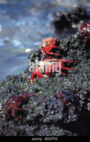 Granchi di roccia rossa o granchi di Sally Lightfoot (grapsus grapsus) sulla costa dell'Oceano Pacifico delle isole Galapagos, Ecuador, Sud America Foto Stock