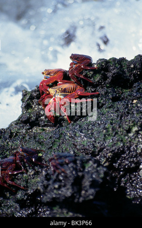 Granchi di roccia rossa o granchi di Sally Lightfoot (grapsus grapsus) sulla costa dell'Oceano Pacifico delle isole Galapagos, Ecuador, Sud America Foto Stock