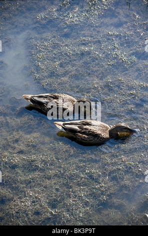 Due donne le anatre bastarde alimentando in acque poco profonde, Alaska Foto Stock