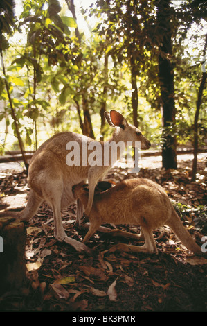 Un giovane canguro chiamato joey con la testa nel sacchetto della madre allo zoo di Cairns, Australia Foto Stock