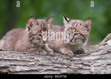 Bobcat gattino, Lynx (Felis) rufus, 8 settimane di età, varia dal sud del Canada a nord del Messico Foto Stock