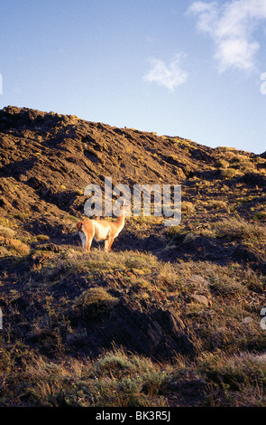 Un guanaco (Lama guanicoe) Cile America del Sud Foto Stock