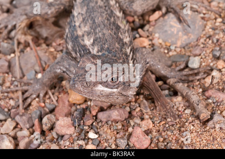 Texas lucertola spinosa, Sceloporus olivaceus, nativo di Texas, in Oklahoma e nel nordest del Messico Foto Stock