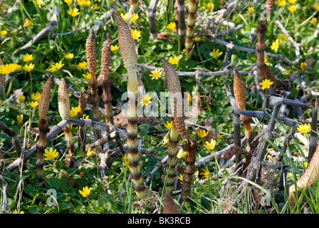 Grande Horsetails Foto Stock