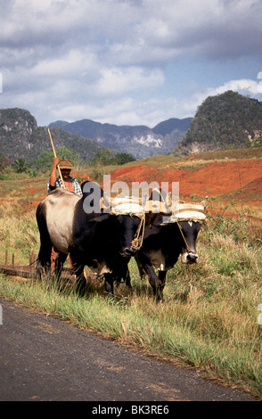 Buoi in Vinales Valley, Pinar Del Rio Provincia, Cuba Foto Stock