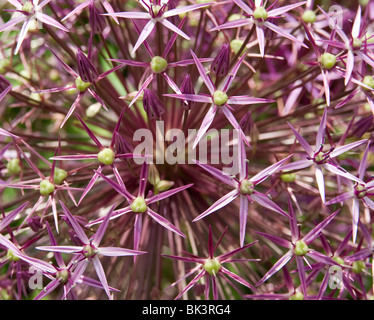 Allium Christophii Foto Stock