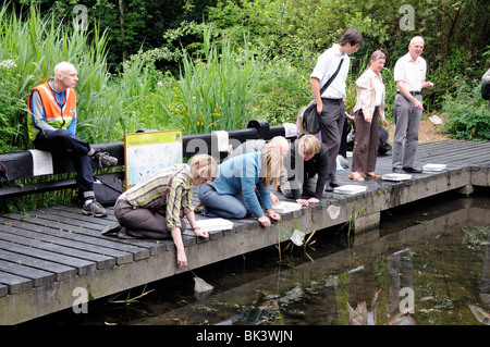 Adulti (membri del London Natural History Society) pond dipping Camley Street Parco Naturale di King Cross a Londra England Regno Unito Foto Stock