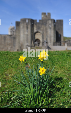 Giunchiglie in sole primaverile nella parte anteriore del Castello di Caerphilly, Galles del Sud Foto Stock