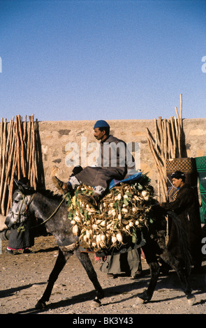 Ritratto di un uomo su un asino che trasporta le verdure al mercato nella provincia di Ouarzazate, Zagora, Marocco Foto Stock