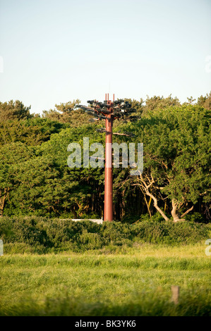 Mobile phone mast dissimulata come un albero Foto Stock