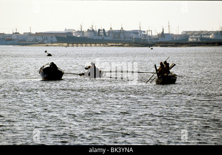 Tre commerciale portoghese barche da pesca a rastrellare la riva del mare letto per i crostacei, Portogallo Foto Stock