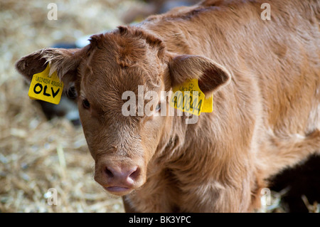 I vitelli e le mamme nel granaio di Markenfield Farm Foto Stock