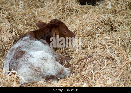 I vitelli e le mamme nel granaio di Markenfield Farm Foto Stock