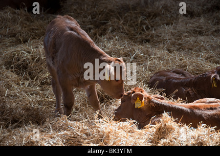 I vitelli e le mamme nel granaio di Markenfield Farm Foto Stock
