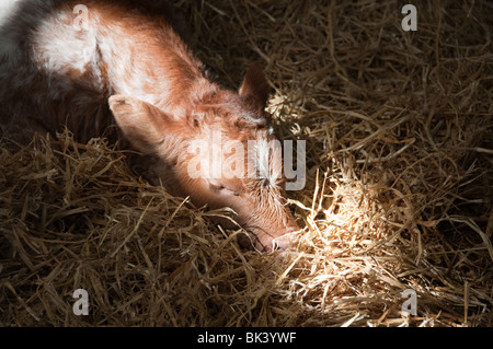 I vitelli e le mamme nel granaio di Markenfield Farm Foto Stock