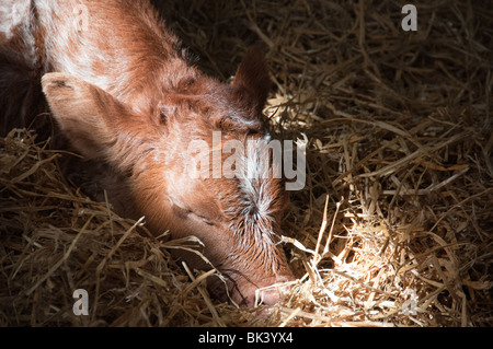 I vitelli e le mamme nel granaio di Markenfield Farm Foto Stock