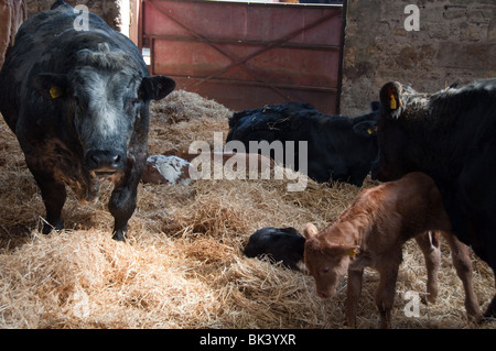 I vitelli e le mamme nel granaio di Markenfield Farm Foto Stock
