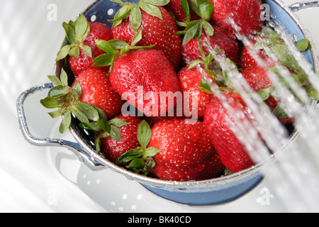 Il lavaggio di fragole fresche in blu scolapasta Foto Stock