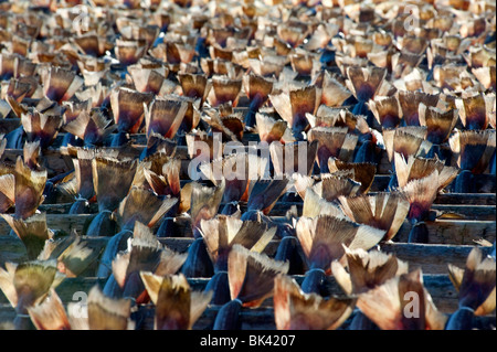 Molti cod essiccazione su rack all'aperto nelle Isole Lofoten in Norvegia Foto Stock