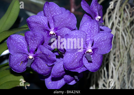 Blue fioritura orchidee Vanda West London REGNO UNITO Foto Stock