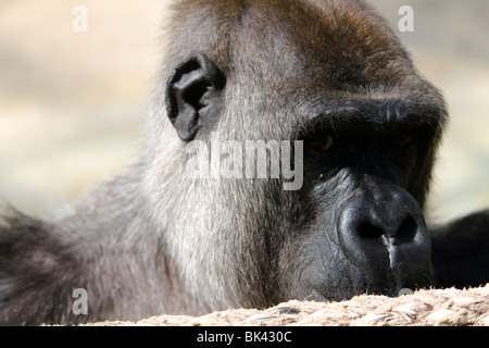 Gorilla Beauval Zoo Foto Stock