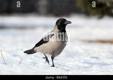 Cornacchia Mantellata (Scotch, Danese, grigio), Corvus cornix, andare. Foto Stock