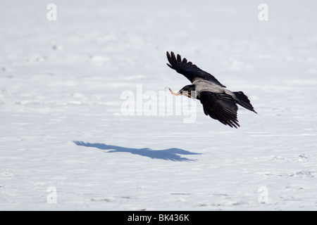 Cornacchia Mantellata (Scotch, Danese, grigio), Corvus cornix in volo. Foto Stock