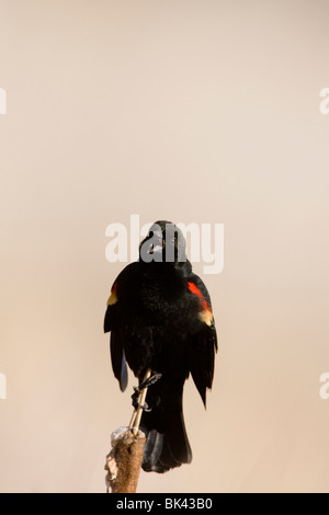 Il canto maschio rosso winged Blackbird Foto Stock